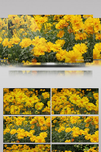 美丽黄色花瓣风中摇摆实拍视频图片