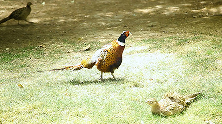 动物园可爱的动物系列之雉鸡