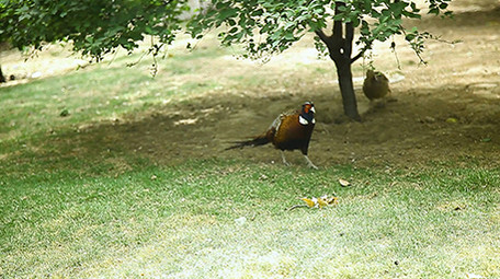 动物园可爱的动物系列之雉鸡