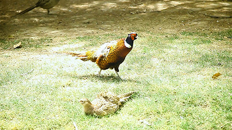 动物园可爱的动物系列之雉鸡