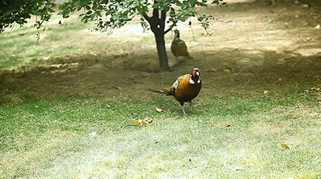 动物园可爱的动物系列之雉鸡