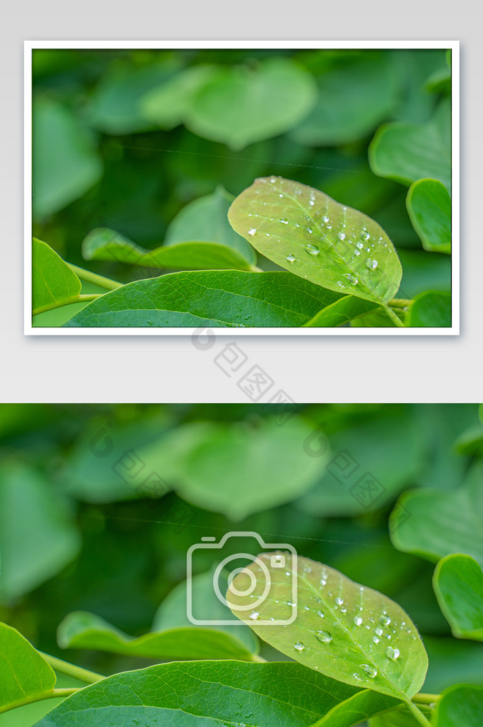 树叶水珠芒种节气生机电脑桌面绿色高清图图片图片