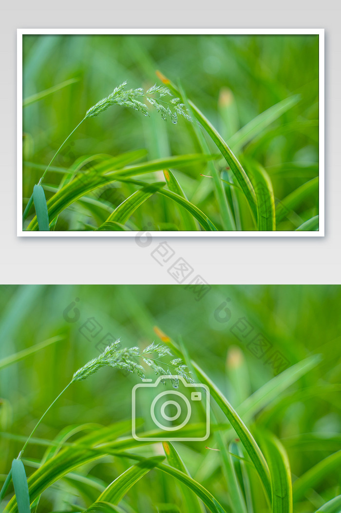 青草芒种节气生机电脑桌面绿色高清图图片图片