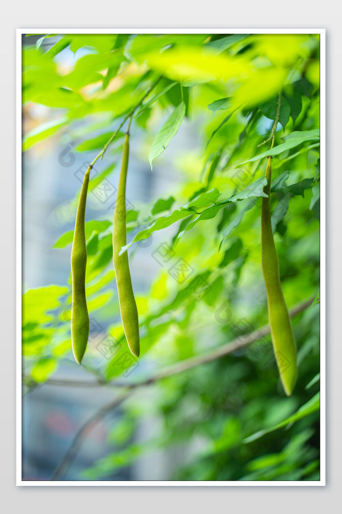 紫藤种子芒种节气生机手机桌面绿色高清图图片图片