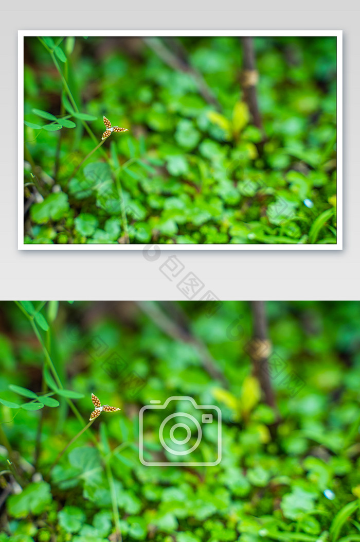青草芒种节气生机桌面绿色高清图图片图片