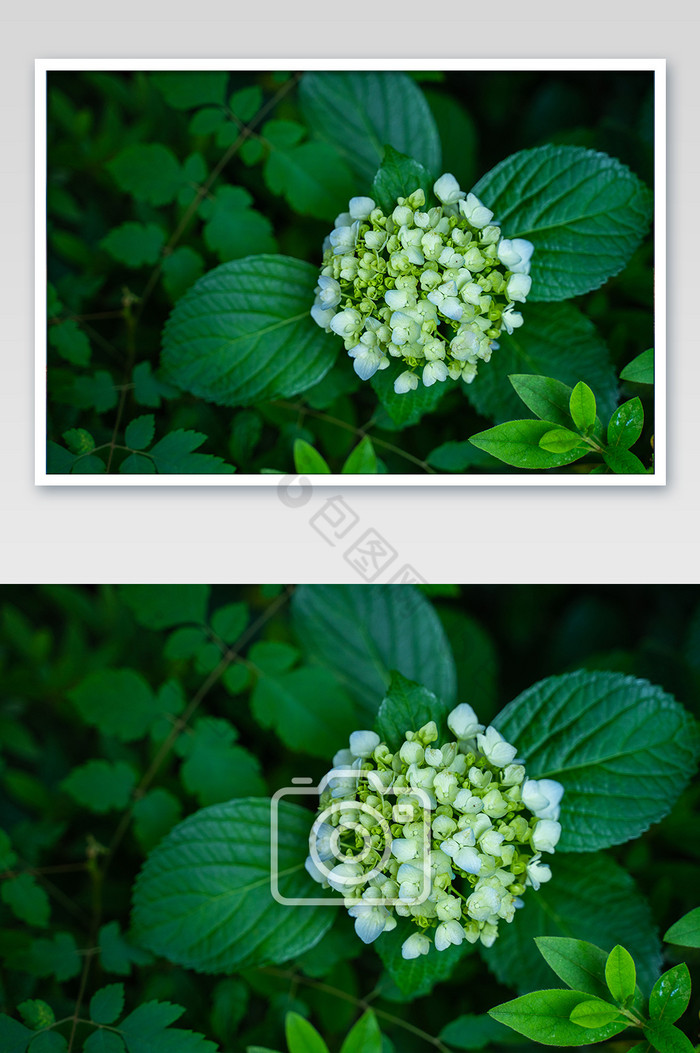 绣球花芒种节气生机生命绿色高清图图片图片