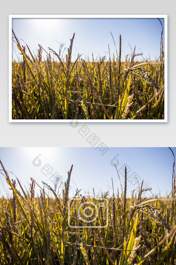 丰收的稻子稻田地稻穗稻苗粮食农作物图片图片