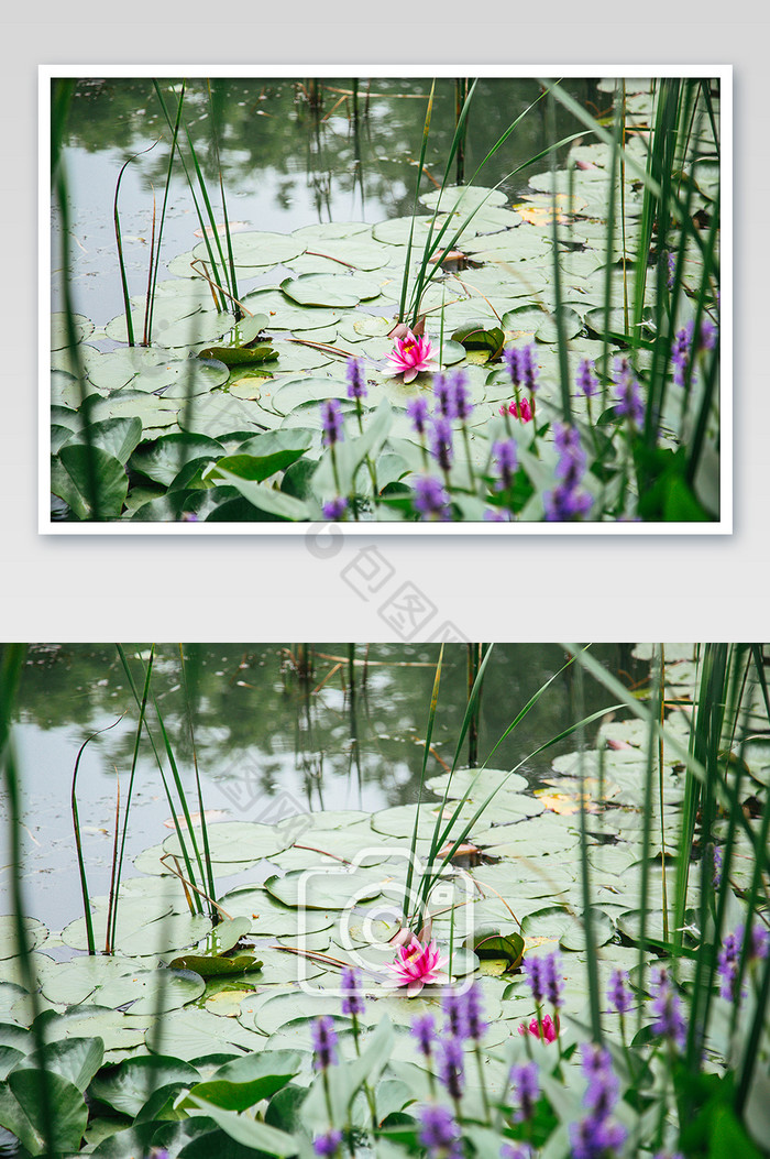夏季池塘睡莲清新摄影图图片图片