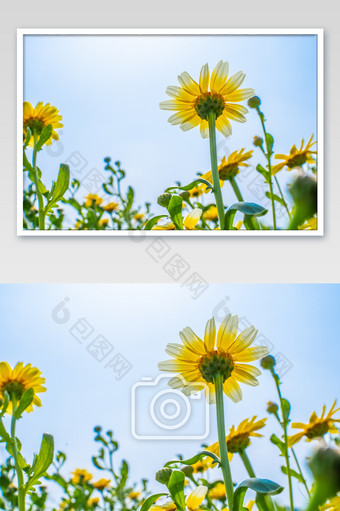 小菊花黄色蓝天雏菊向阳花摄影图图片