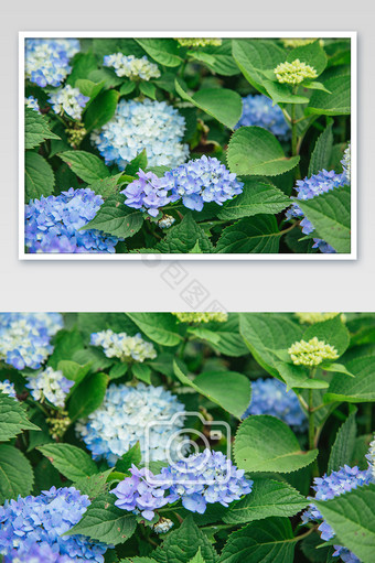 蓝色清新花卉摄影图图片