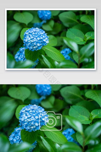 夏季花卉绣球花蓝色八仙花紫阳花摄影图图片