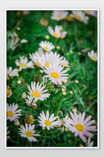 清新夏季小雏菊摄影图图片