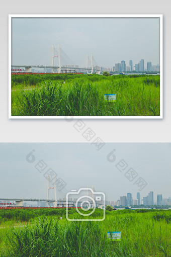 武汉江滩江边长江大桥芦苇滩高清摄影图图片