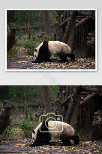 成都大熊猫基地大熊猫行走摄影图图片