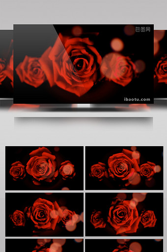红色色调玫瑰花婚礼爱情背景视频图片
