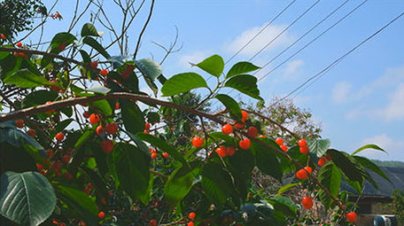 <strong>乡村</strong>樱桃自然风景山村水果绿色植物