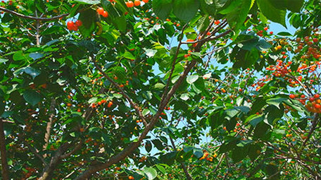 <strong>乡村</strong>樱桃自然风景山村水果绿色植物