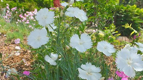 唯美清新 花朵 银杏树叶 阳光 花蕾