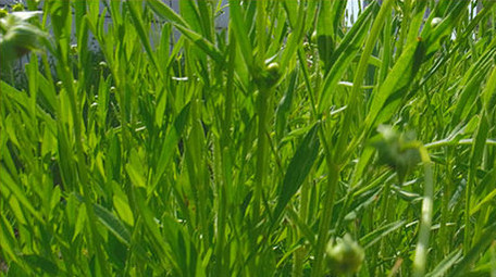 唯美清新 花朵 银杏树叶 阳光 花蕾