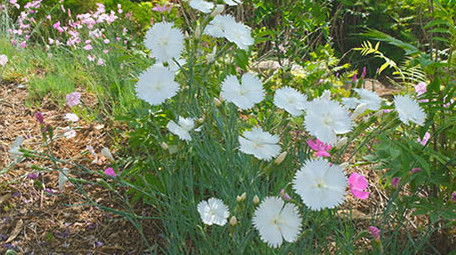 唯美清新 花朵 银杏树叶 阳光 花蕾