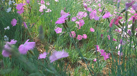 唯美清新 花朵 银杏树叶 阳光 花蕾