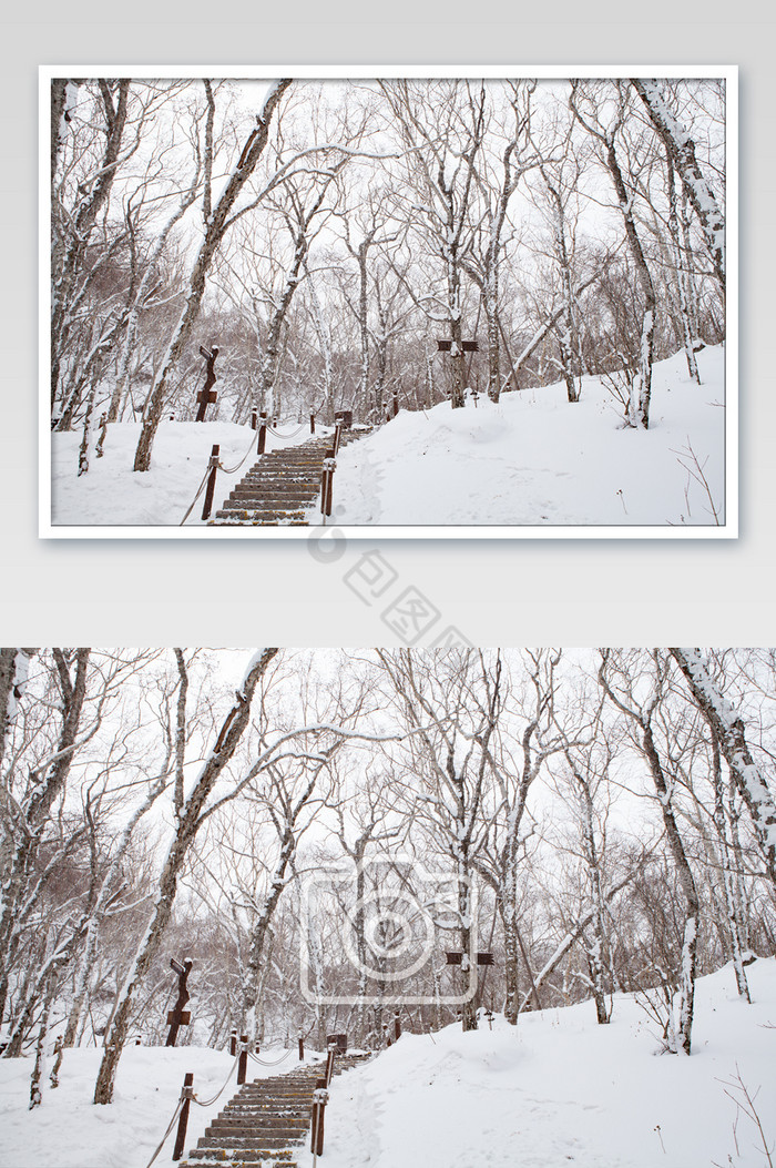 冬季原始森林暴雪图片