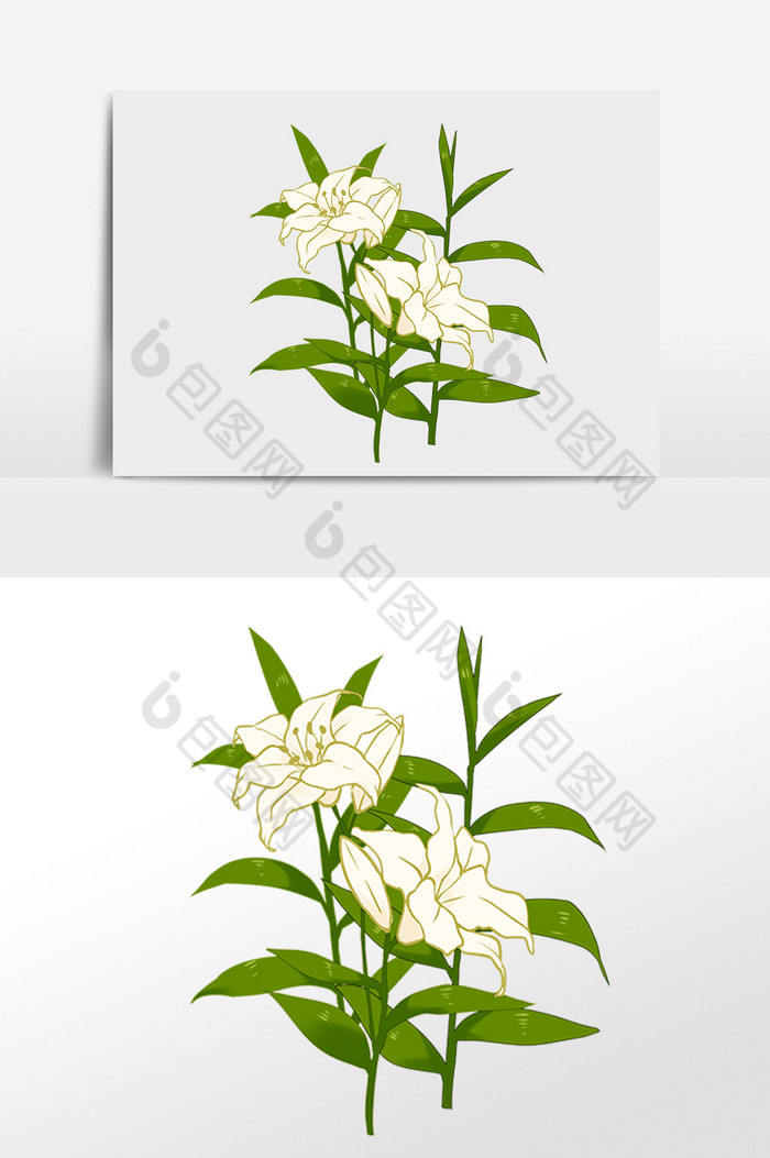 植物花朵百合花插画图片图片