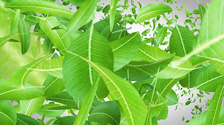 绿叶粒子茶道文化宣传片头片尾AE模板