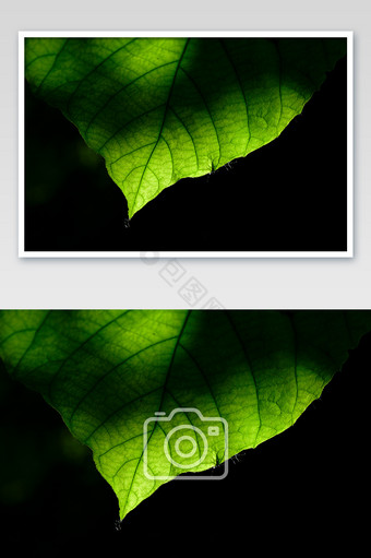 黑色背景脉络清晰的绿色叶子风光摄影图片