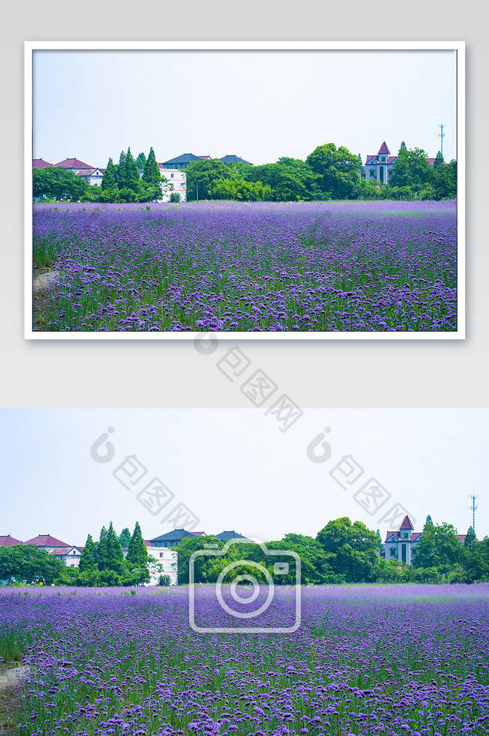 马鞭草夏天立夏花朵紫色花海高清图图片图片