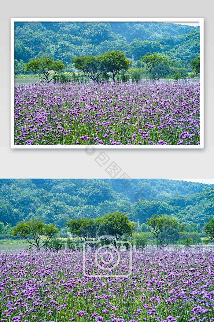 马鞭草夏日夏天花朵紫色花海高清图图片图片