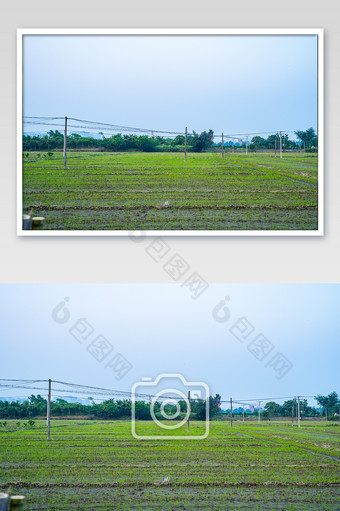 芒种田地粮食保护基地稻谷绿色摄影图图片