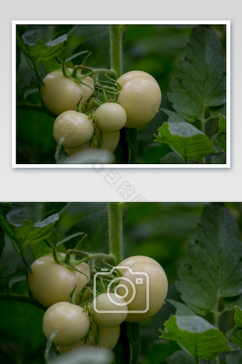 菜园西红柿生长特写图片
