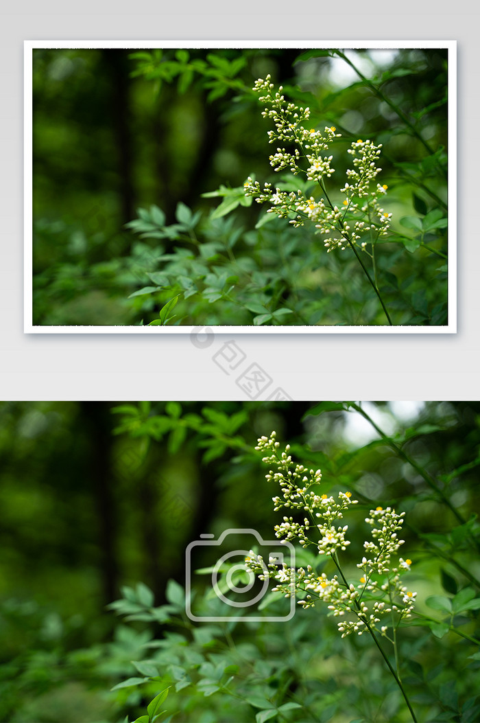 夏日清爽绿色植物图片