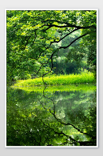 树木清爽湿地景色夏日夏天摄影图图片