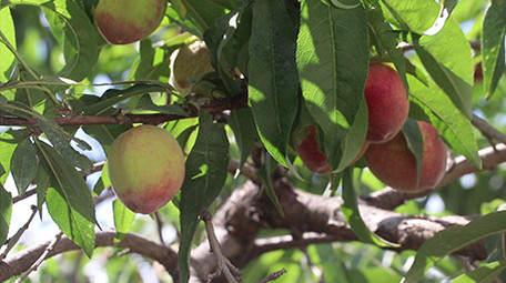 实拍桃园里的大蜜桃