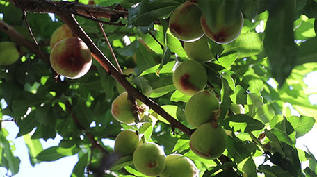 实拍桃园里的大蜜桃