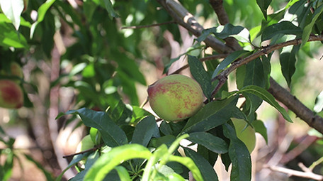 实拍桃园里的大蜜桃