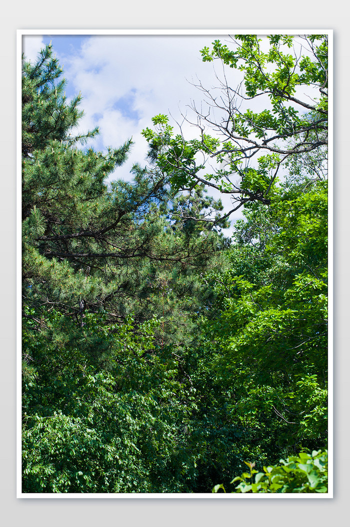 户外森林植物树木松树大树图片图片
