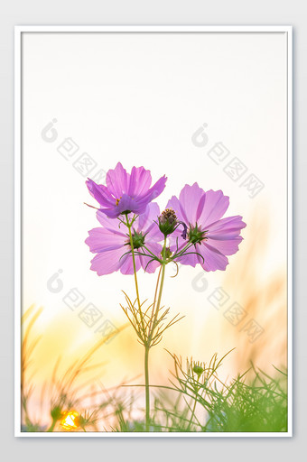 紫红色波斯菊花朵黄昏意境花卉摄影图图片