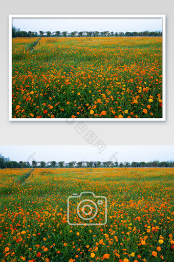 硫磺菊花卉桌面橘黄色花海夏至夏天摄影图图片