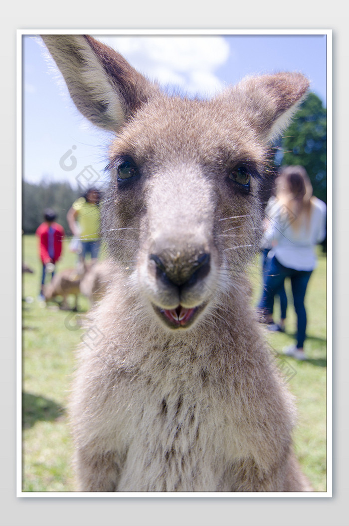 澳大利亚微笑的袋鼠摄影图片图片