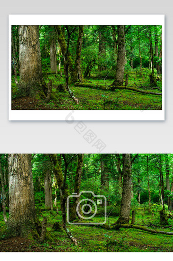 森系绿色原始森林古树草坪摄影图图片