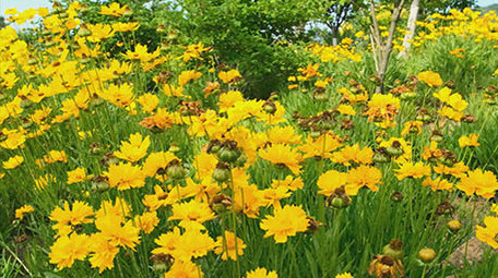 唯美金鸡花太阳花蜜蜂采蜜花海花丛遍地野花