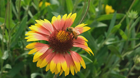 唯美金鸡花太阳花蜜蜂采蜜花海花丛遍地野花