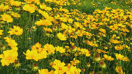 唯美金鸡花太阳花蜜蜂采蜜花海花丛遍地野花