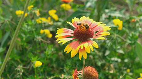 唯美金鸡花太阳花蜜蜂采蜜花海花丛遍地野花