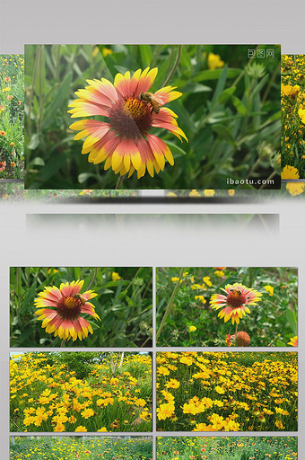 唯美金鸡花太阳花蜜蜂采蜜花海花丛遍地野花图片