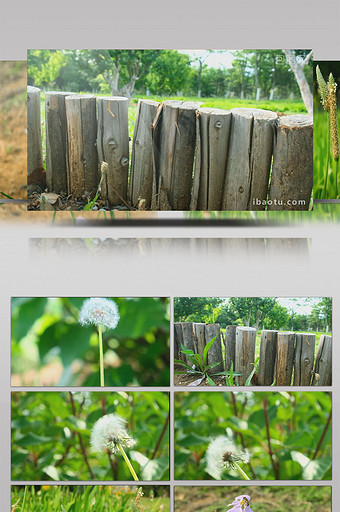 木桩篱笆树桩蒲公英吹散蒲棒蝴蝶花围墙图片