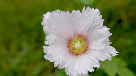 摇曳的蜀葵花高清实拍
